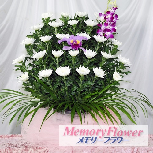 葬儀用供花白菊16200円